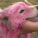 분홍강아지 이미지