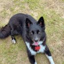 글로리 애견 유치원 | 수원/화성 애견동반카페 모임장소 루프탑 대관 카페사개 추천!