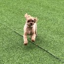 코기절미 이미지