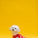 비숑테네리페