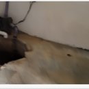 바비와몰티 이미지