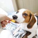 더 도도하개 이미지
