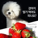 [펫카드] 천연비타민C의 보고 '딸기' 강아지에게 먹여도 될까? 이미지