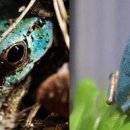 청개구리 이미지