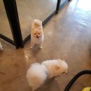 까르르멍멍 이미지