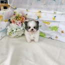 나눔펫 책임분양소 강아지분양 김포점 | 나의 새로운 가족 김포 강아지 무료분양 강아지무료분양