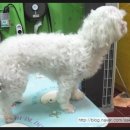 딸기펫살롱 이미지