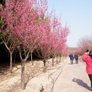2025 섬 홍매화축제 | 3월 봄축제 가볼만한곳 2025 섬 홍매화축제 신안 임자도 튤립홍매화정원