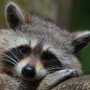 너구리pc 이미지