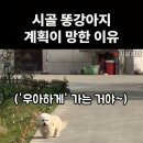 똥강아지 이미지