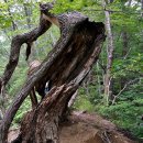 제216차 강원도 평창에 위치한 오대산 노인봉(1,338m) 무박 명산 정기산행 이미지