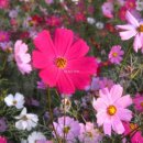 코스모스길 이미지