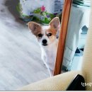 김포24시 힐 동물의료센터 이미지