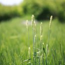 성산패총 이미지