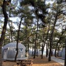 연곡해변 | [연곡해변 캠핑장] 강릉 연곡해변 솔향기캠핑장 글램핑 후기 (바다 앞 소나무 숲 캠핑장)