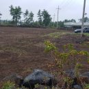 조수리엔 이미지