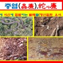 사염 Daum카페