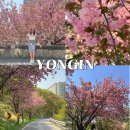 핀캠퍼스 | 서울근교 용인 겹벚꽃명소 경희대 국제캠퍼스 후기