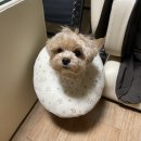 마석동물병원 | 남양주 마석 동물병원 추천 마이펫병원 🐶 _ 강아지 귓병 외이염 일주일만에 완치 🥳