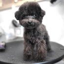 해시도그 이미지