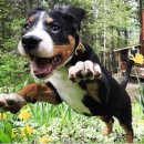 산책갈까 이미지