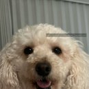 퍼피트리 이미지