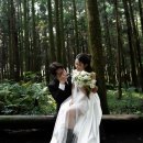 숲에서 | 제주웨딩스냅 숲에서 웨딩촬영 후기