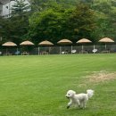 푸른초원 | [남양주 애견카페 추천 /넓은 야외잔디 애견운동장 앤 애견수영장 늘푸른초원]