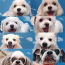 영민동물병원 이미지