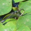 카페수련 이미지