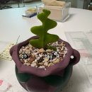 헬로뽑기왕 이미지