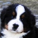 도그마실 이미지