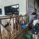 젖소목장 이미지