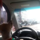 러블리독 애견카페 이미지