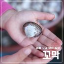 제철꼬막 해감방법과 효능, 부작용 / 먹는 방법 (주의할 점) by 삿갓유통