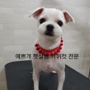 예쁘개펫살롱 이미지