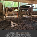 공주목장 이미지