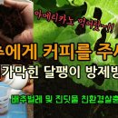 배추 무 달팽이 퇴치 방법 커피박(커피찌꺼기)을 이용한 달팽이 방제법 배추벌레와 진딧물이 생겨 친환경살충제를 주었습니다 이미지