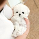 동행 애견 돌봄 센터 부산점 강아지 고양이 무료분양 | 부산강아지무료분양 말티즈 미유펫