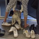 다시오개 이미지