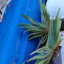 알로에(ALOE)