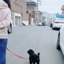 도도네 개집 이미지
