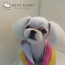 위드퍼피 애견미용실 이미지