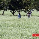 제7회 하동북천코스모스메밀꽃축제 이미지