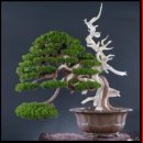 명심보감 이미지