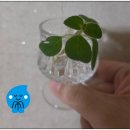 씨유진주정촌아울렛점 | 쇼핑 후 들른 진주 모다아울렛 설빙 애플망고치즈빙수 후기