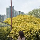 목향 | [대구]큐바이쿼트 : 대구 목향장미 핫플 실시간 후기 및 웨이팅, 주차까지