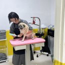 DOG깨비 강아지 미용실 | [김해 내외동]김해애견미용실 정착 완료! 13kg 퍼그...내외동맞춤강아지미용 '깨비네 목욕탕' 찐 후기