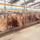 백암축산 이미지