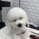 석류애견 이미지